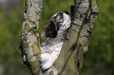 SHIH TZU 327
